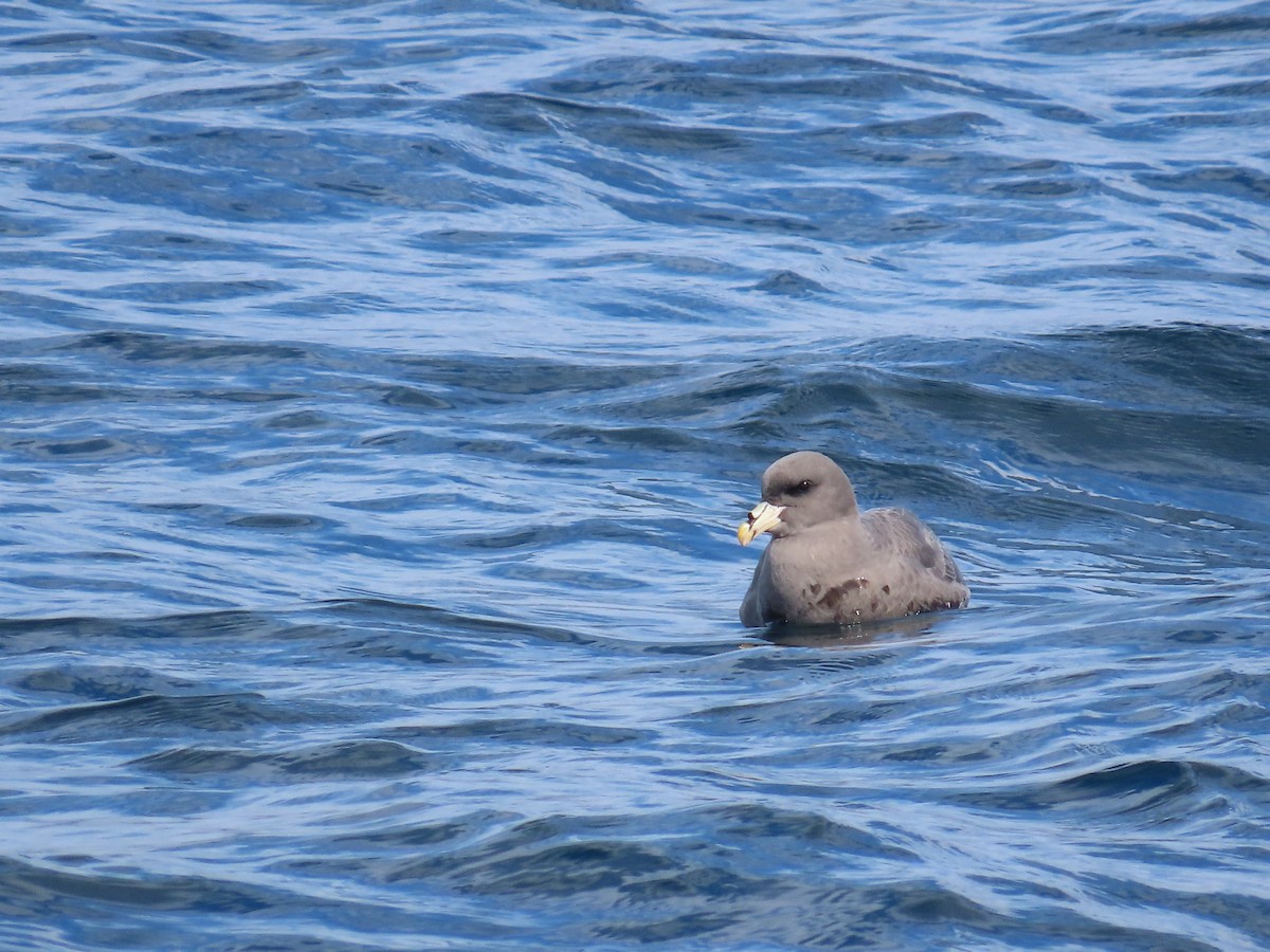 Northern Fulmar - ML630322016