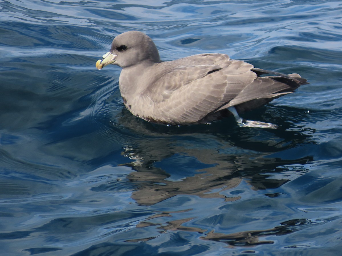 Northern Fulmar - ML630322017