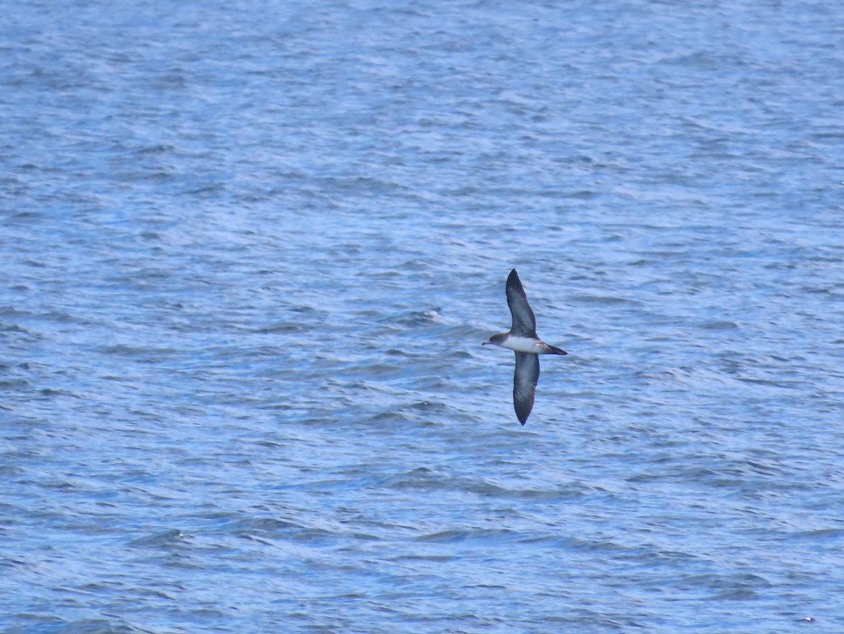 Pink-footed Shearwater - ML630322021