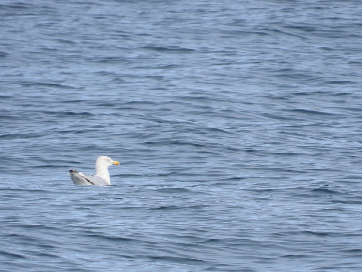American Herring Gull - ML630322030