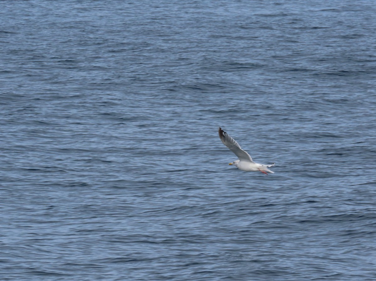 American Herring Gull - ML630322031