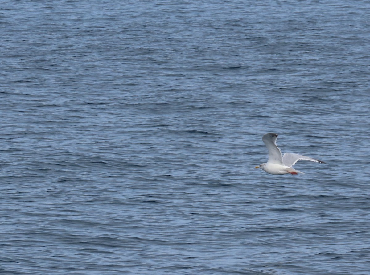 American Herring Gull - ML630322080