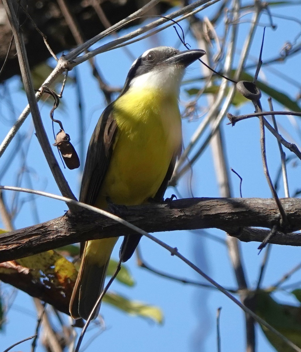 båtnebbtyrann (mexicanus gr.) - ML630322123