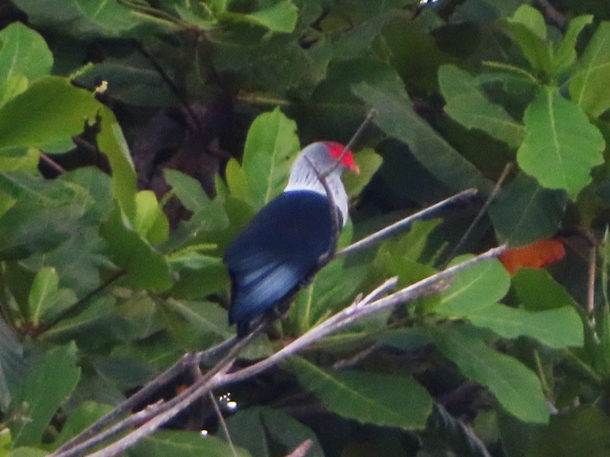 Seychelles Blue-Pigeon - ML630322383