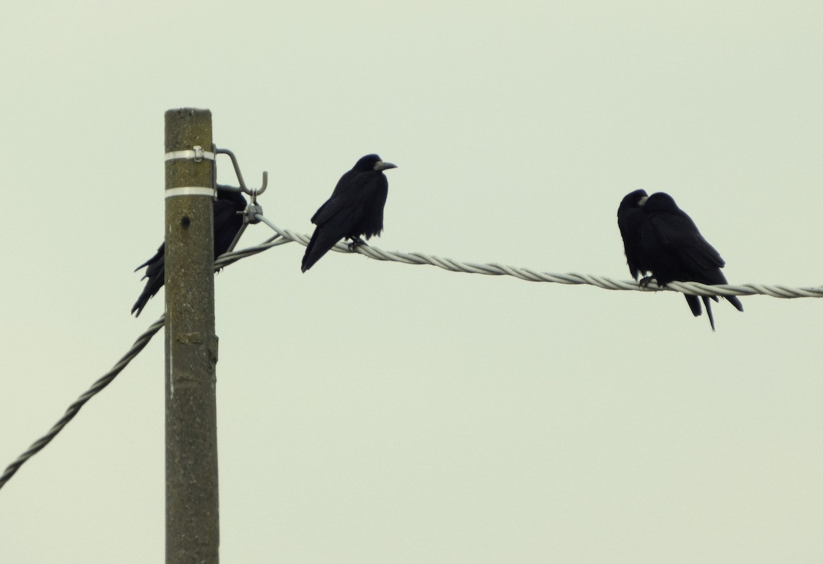 Rook - ML630322434