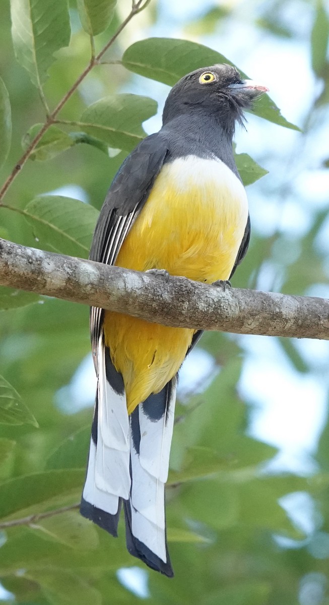 guløyetrogon - ML630322520