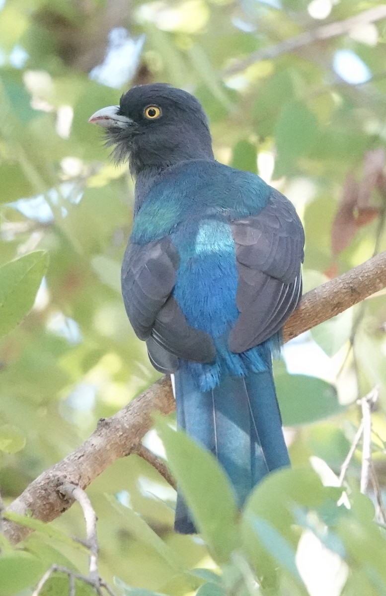 guløyetrogon - ML630322521