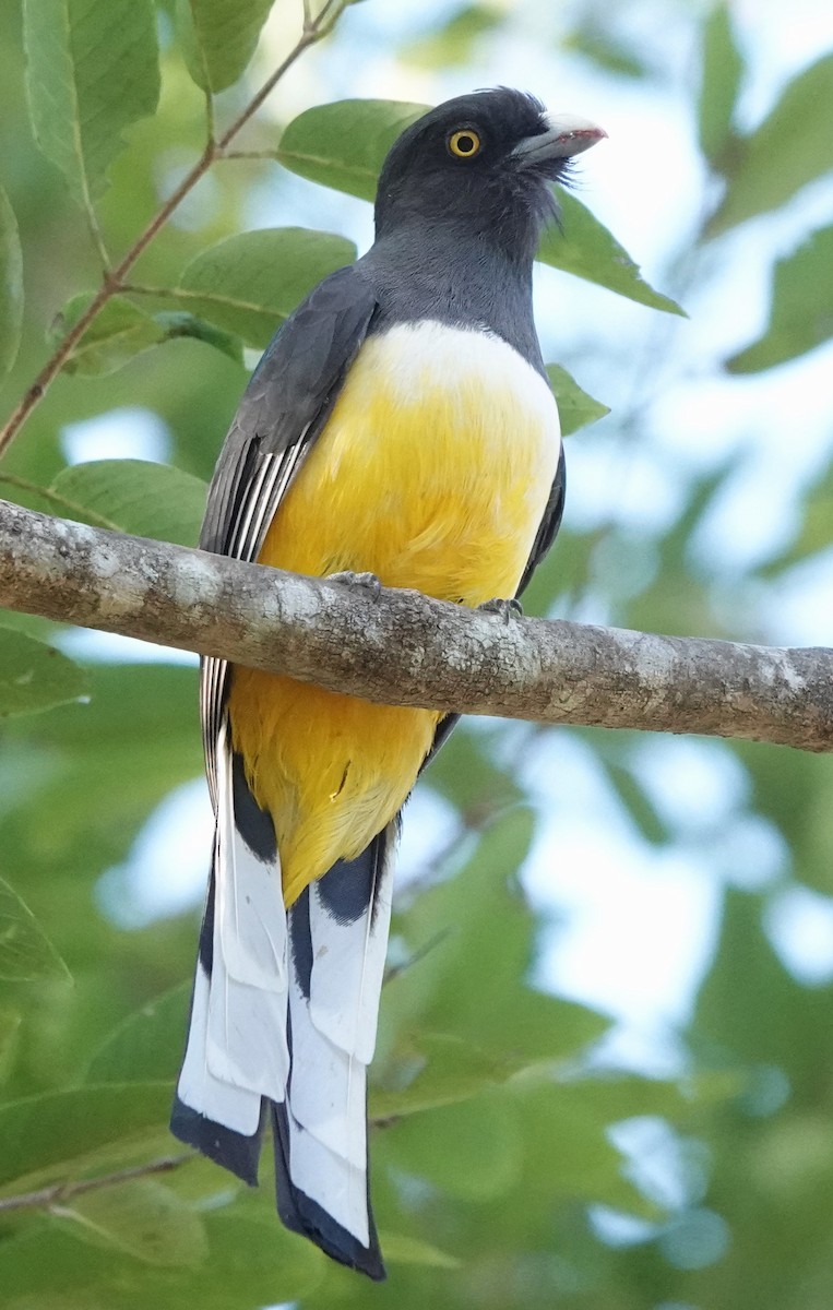 guløyetrogon - ML630322522