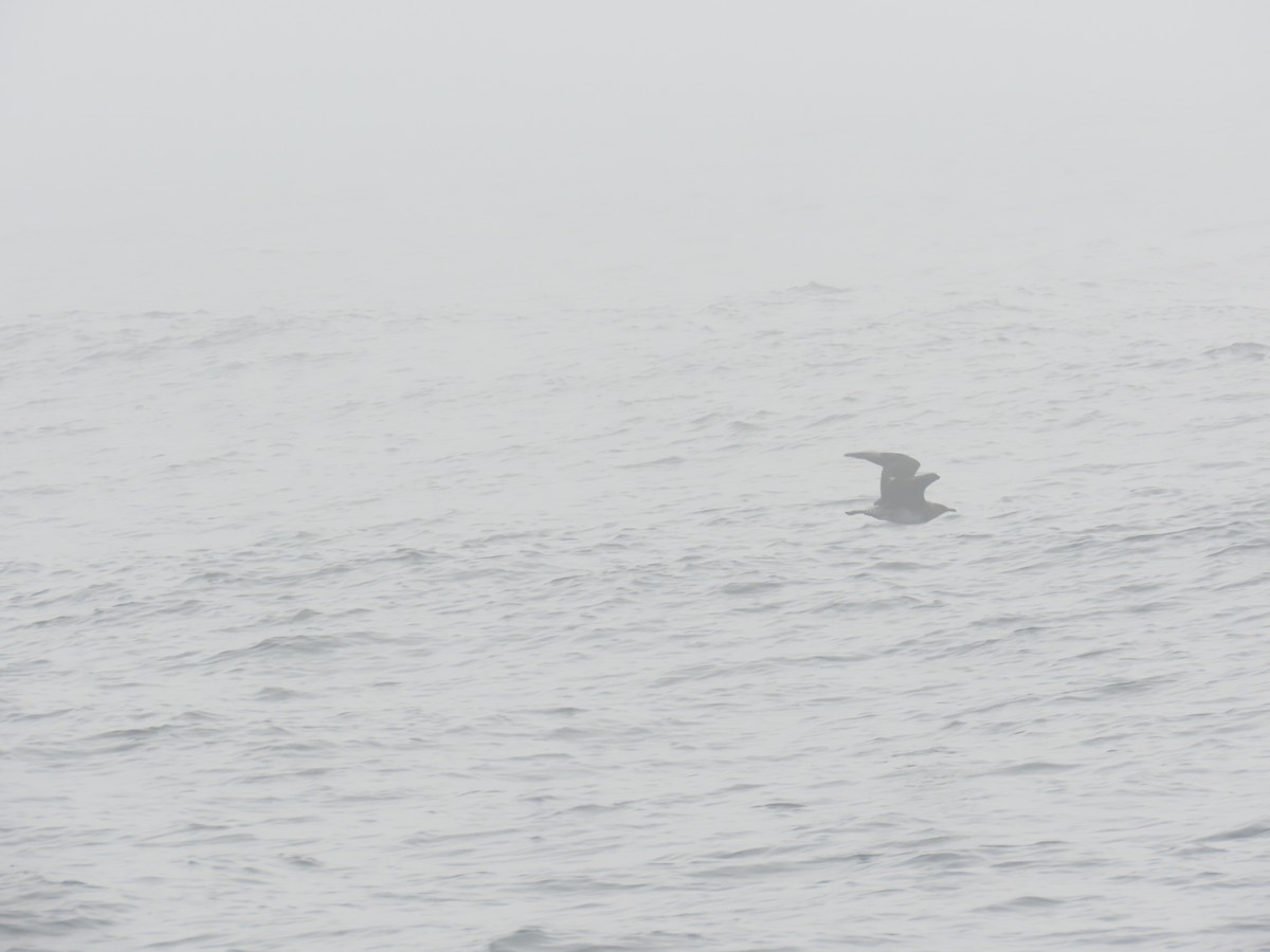 Pomarine Jaeger - ML630322526