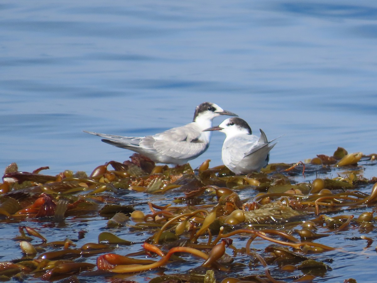 Common Tern - ML630322545