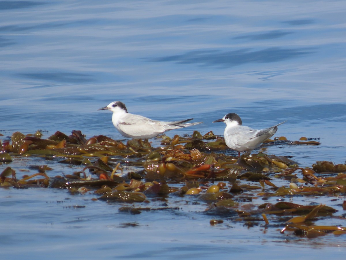 Common Tern - ML630322546