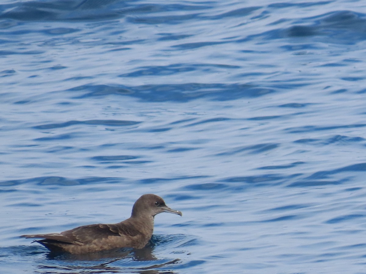 Sooty Shearwater - ML630322550