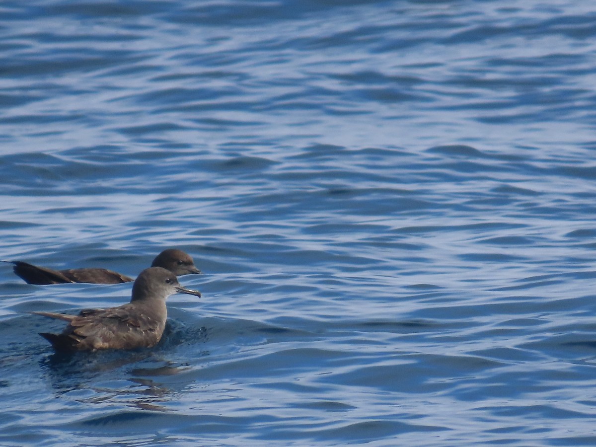 Sooty Shearwater - ML630322551