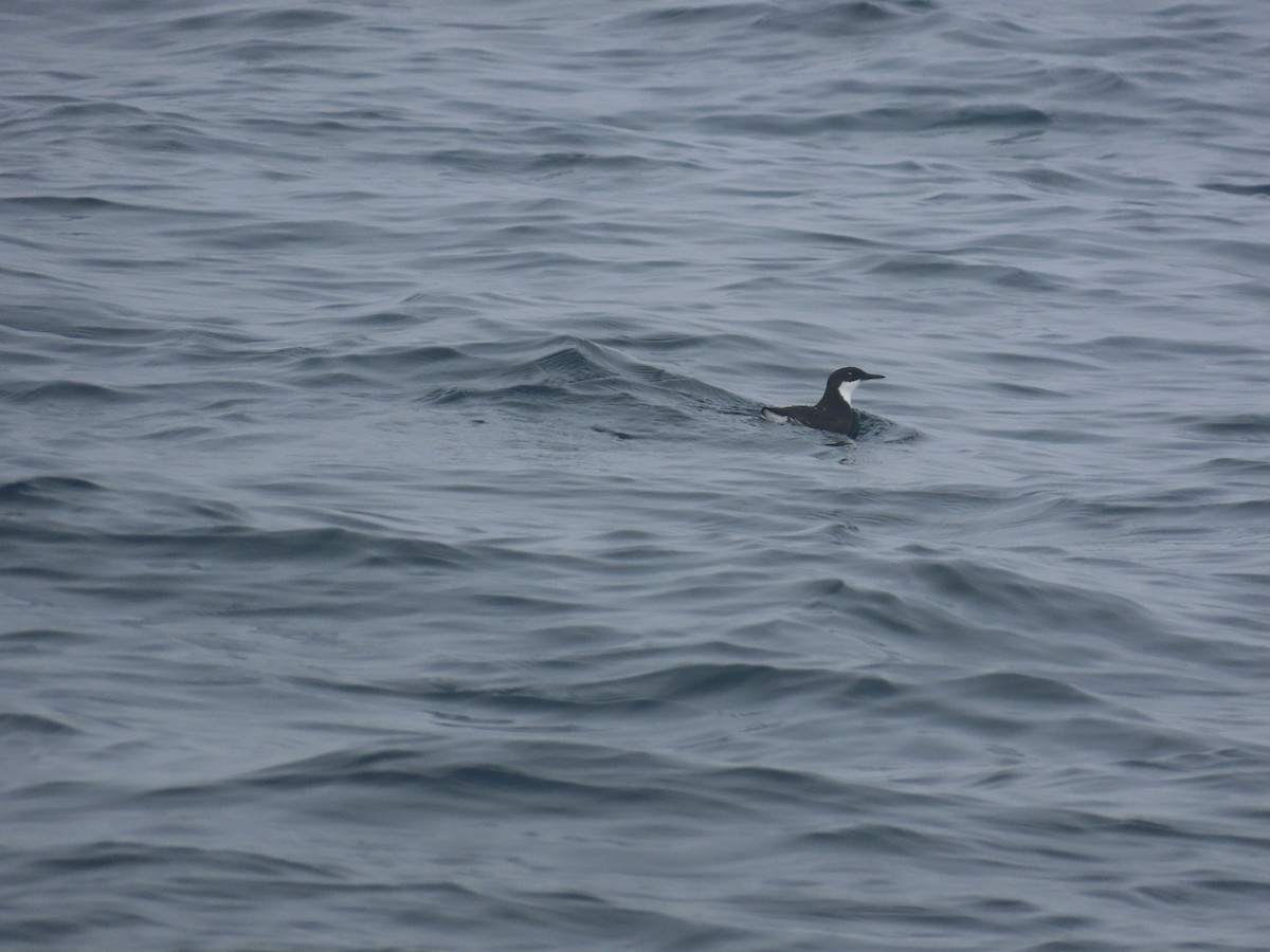 Craveri's Murrelet - ML630322556