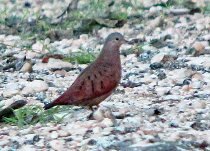 Ruddy Ground Dove - ML630322710