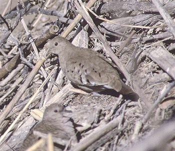 Ruddy Ground Dove - ML630322778