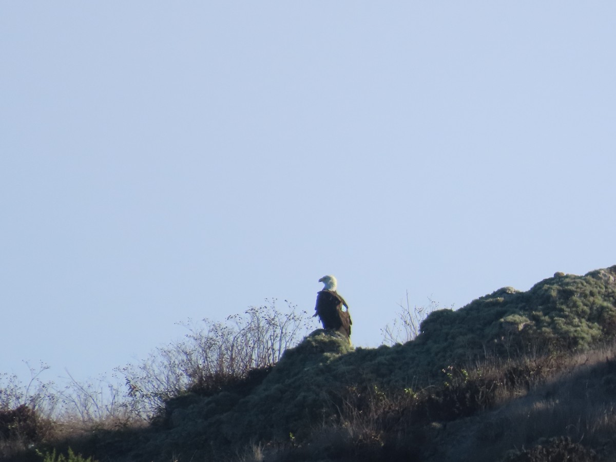 Bald Eagle - ML630322784