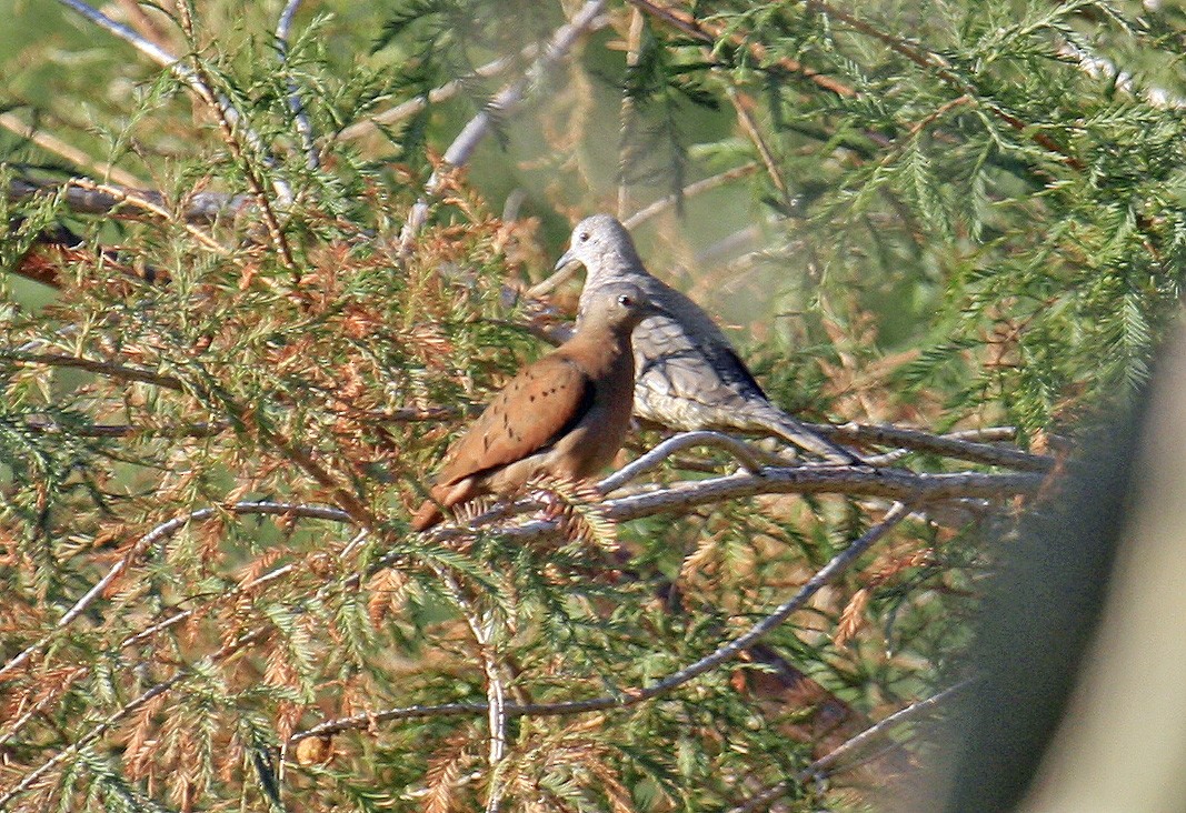 Ruddy Ground Dove - ML630322810