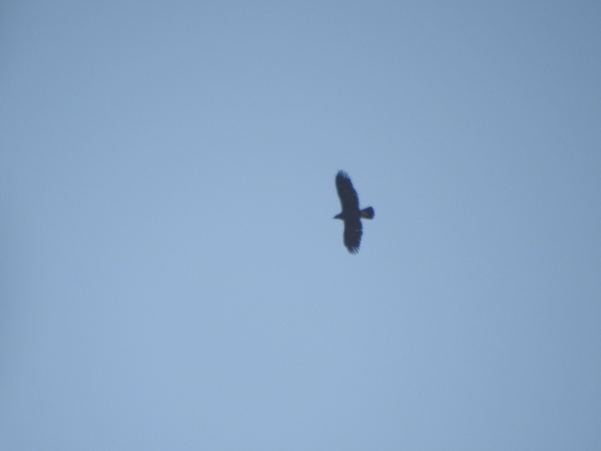 Indian/Greater Spotted Eagle - ML630322863