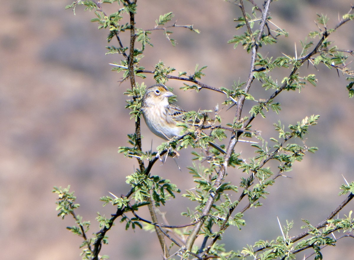 Grasshopper Sparrow - ML630323020