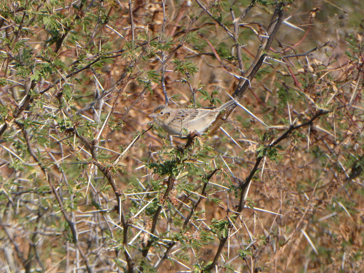 Grasshopper Sparrow - ML630323022