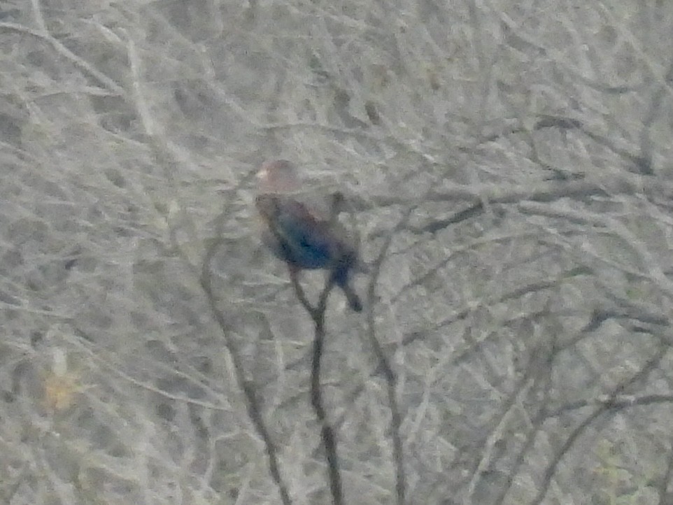 Red-billed Pigeon - ML630323122