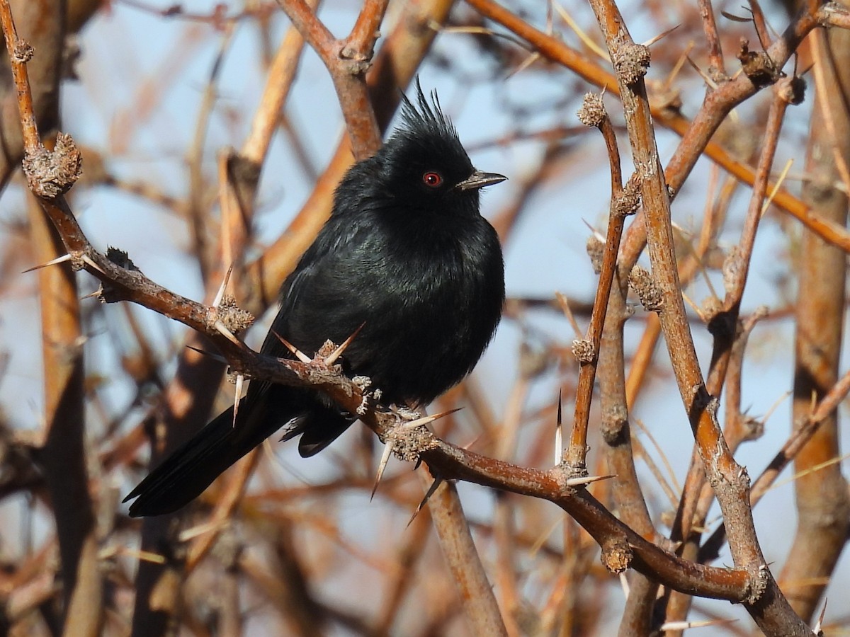 Trauerseidenschnäpper - ML630323447