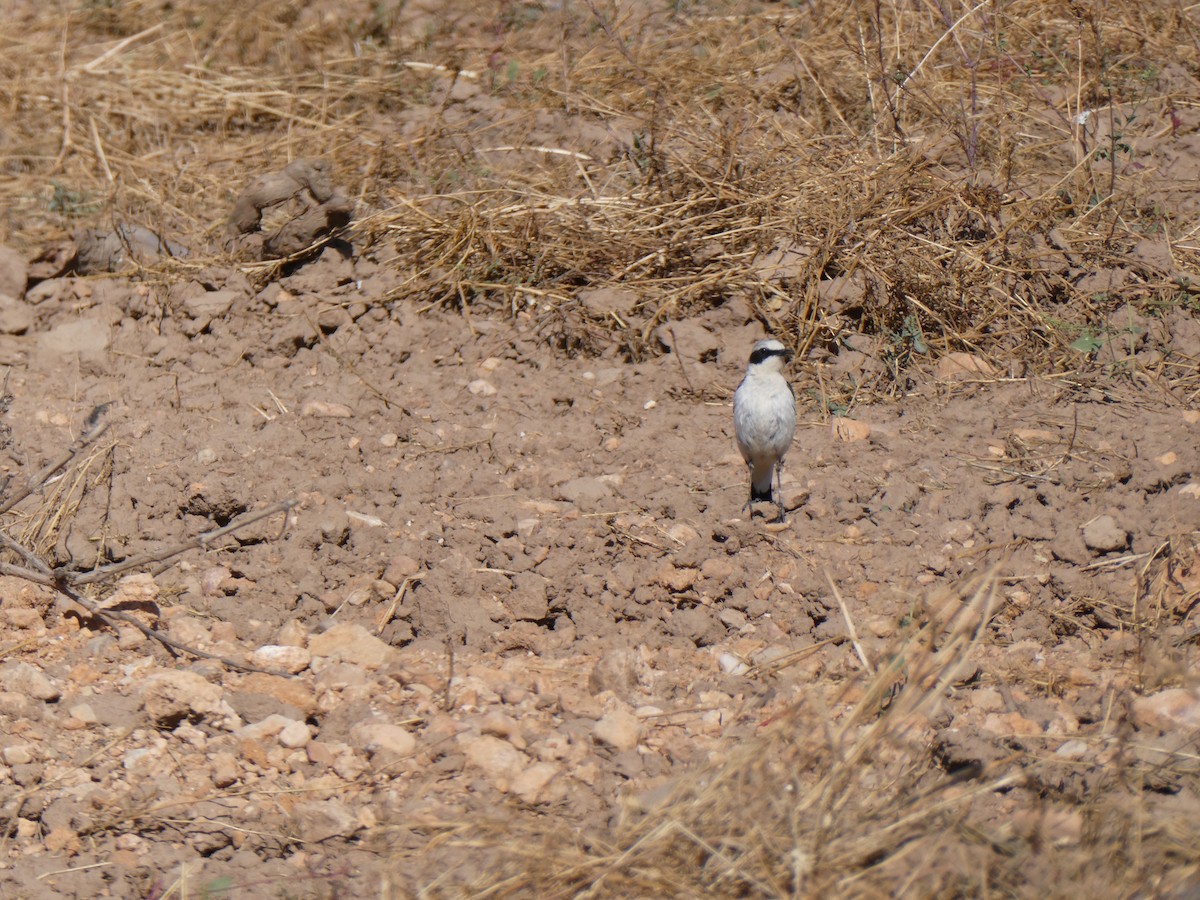 ハシグロヒタキ - ML630323452