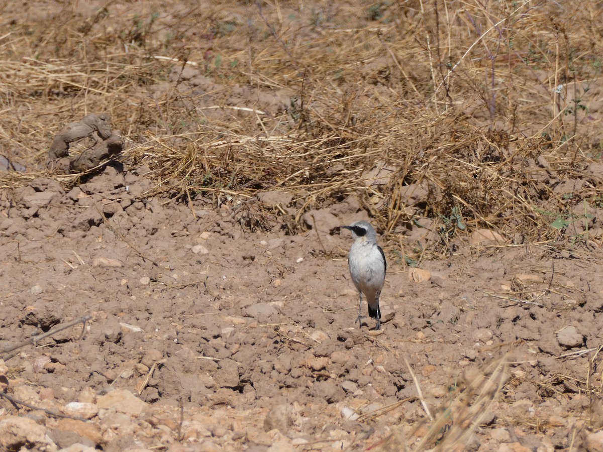 ハシグロヒタキ - ML630323473