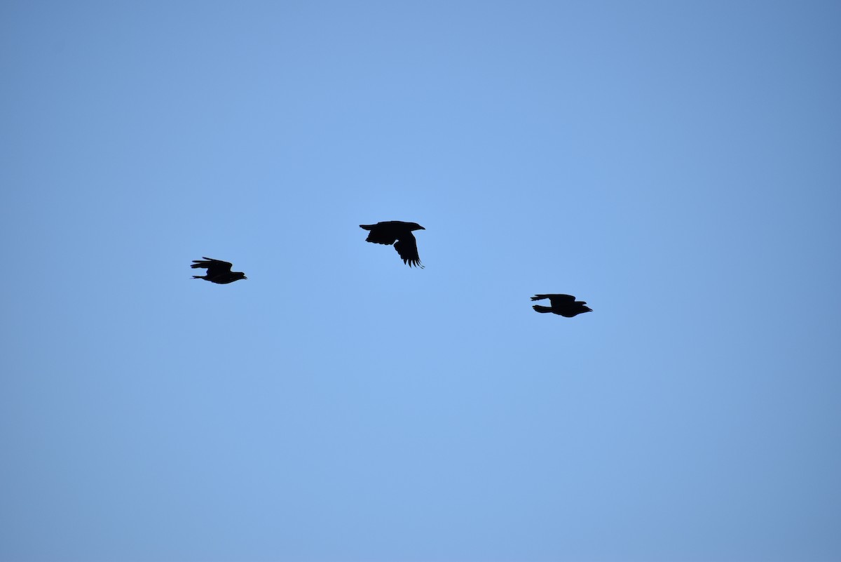 Amerikakrähe - ML630323580