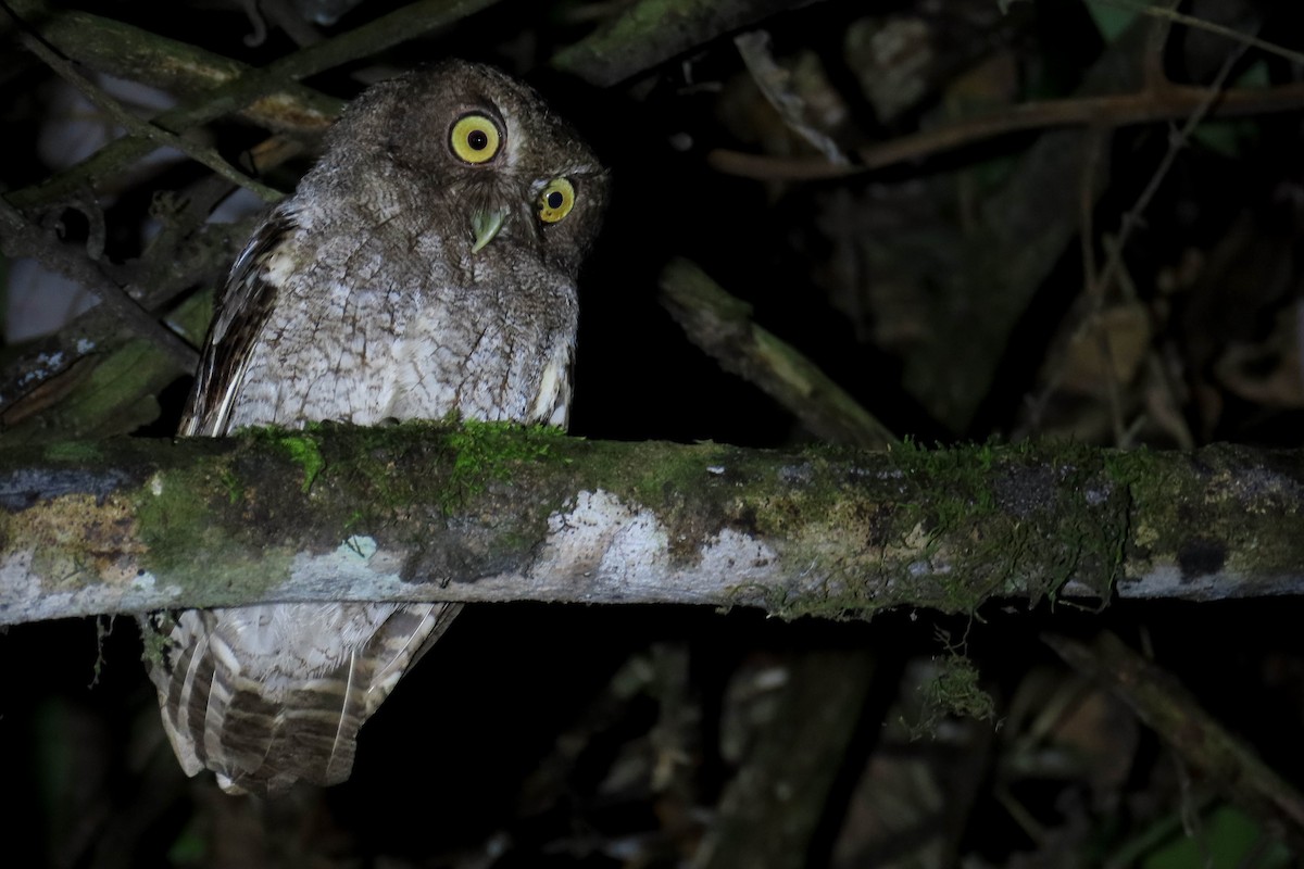 Foothill Screech-Owl (Foothill) - ML630323856