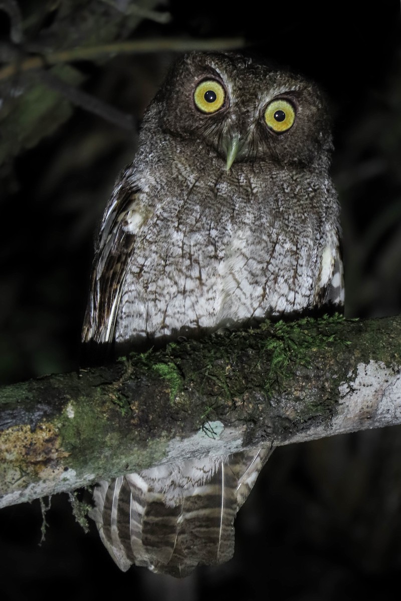 Foothill Screech-Owl (Foothill) - ML630323857