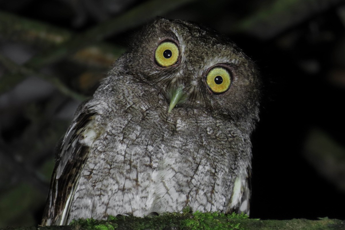 Foothill Screech-Owl (Foothill) - ML630323858