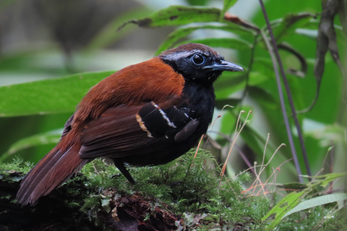 Cordillera Azul Antbird - ML630323926