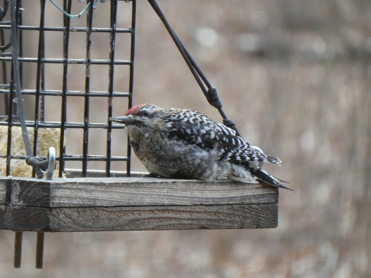 Yellow-bellied Sapsucker - ML630324080