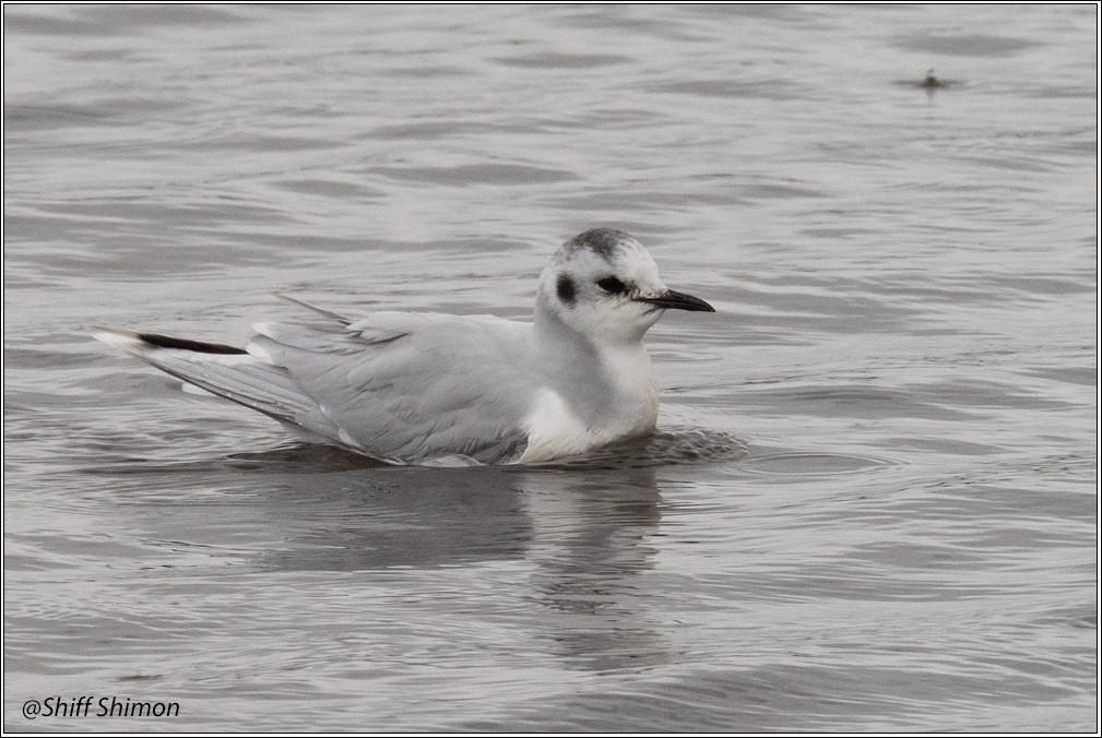 Little Gull - ML630324122