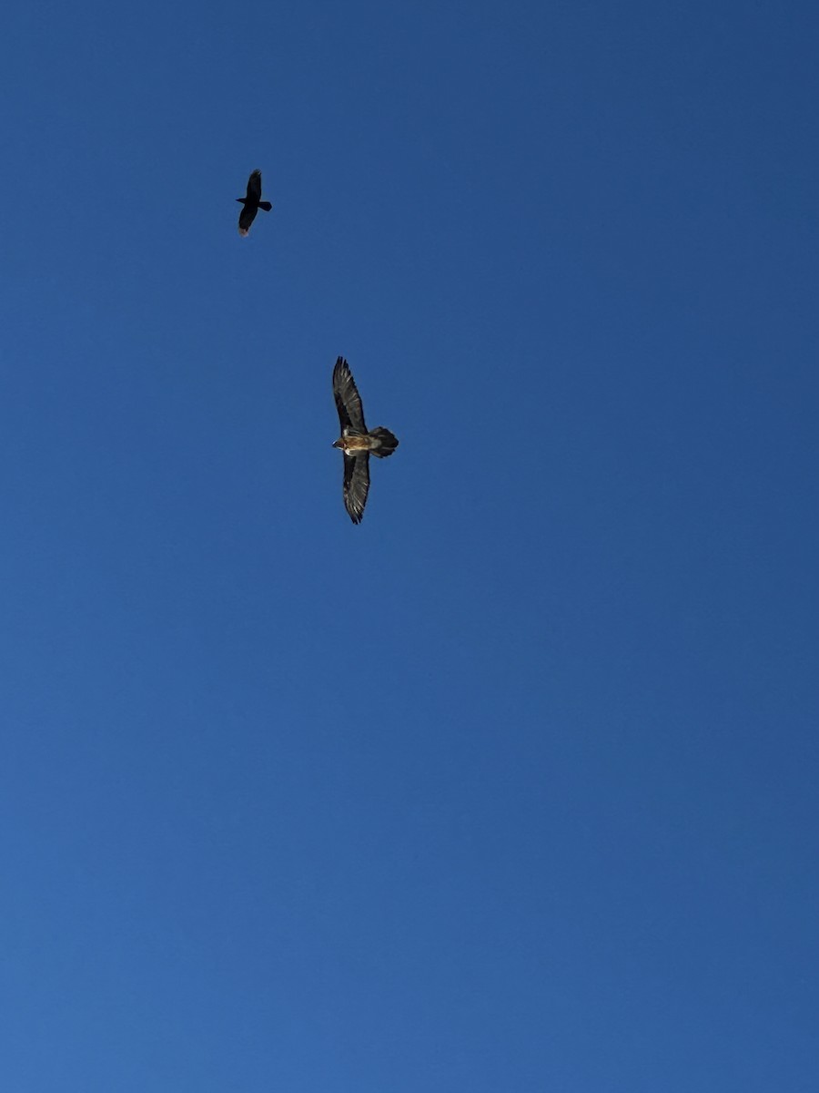 Bearded Vulture - ML630324132