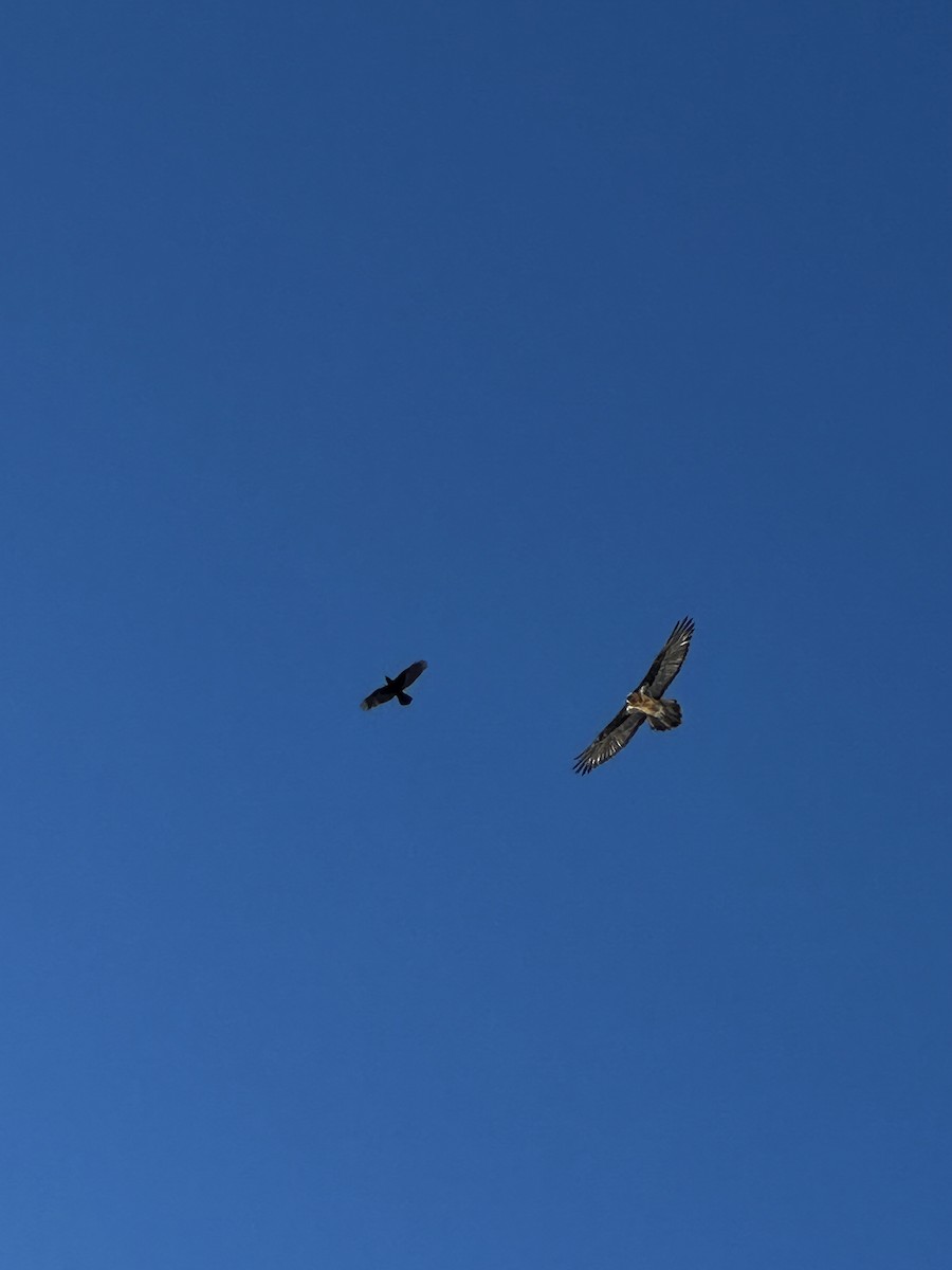 Bearded Vulture - ML630324133