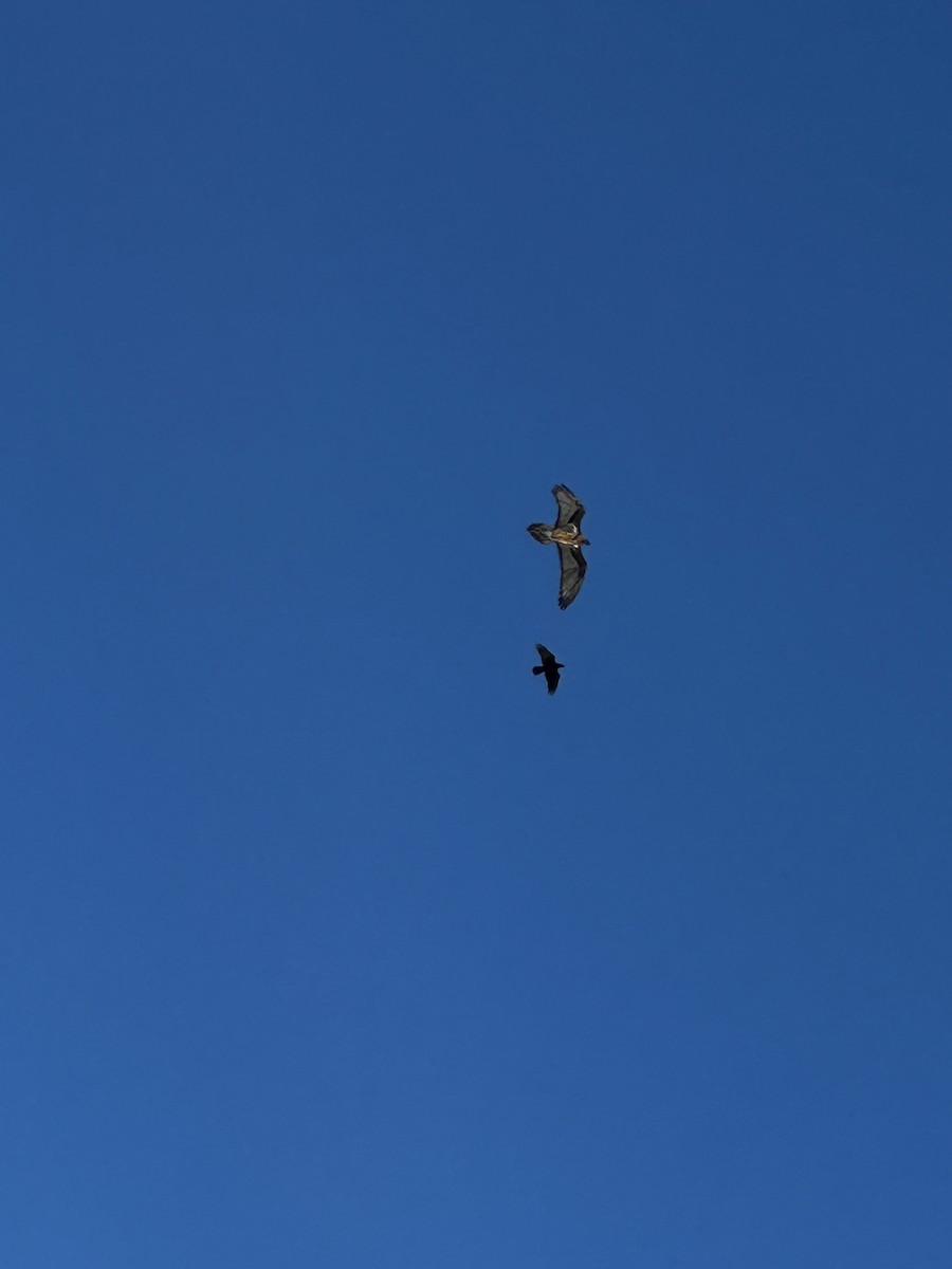 Bearded Vulture - ML630324134