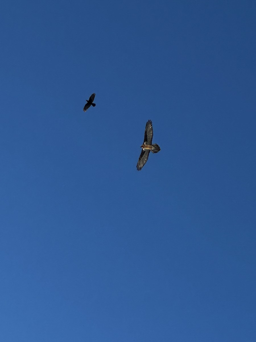 Bearded Vulture - ML630324135
