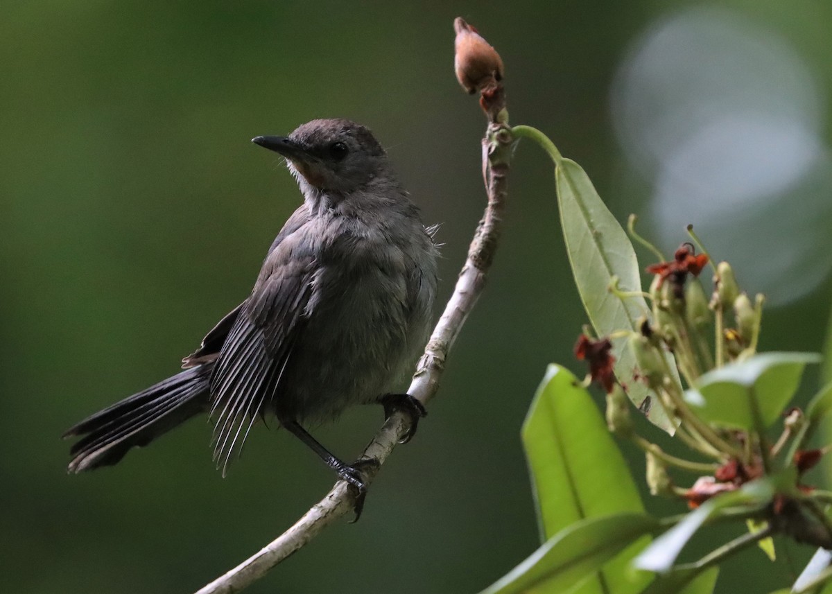 Gray Catbird - ML630324380