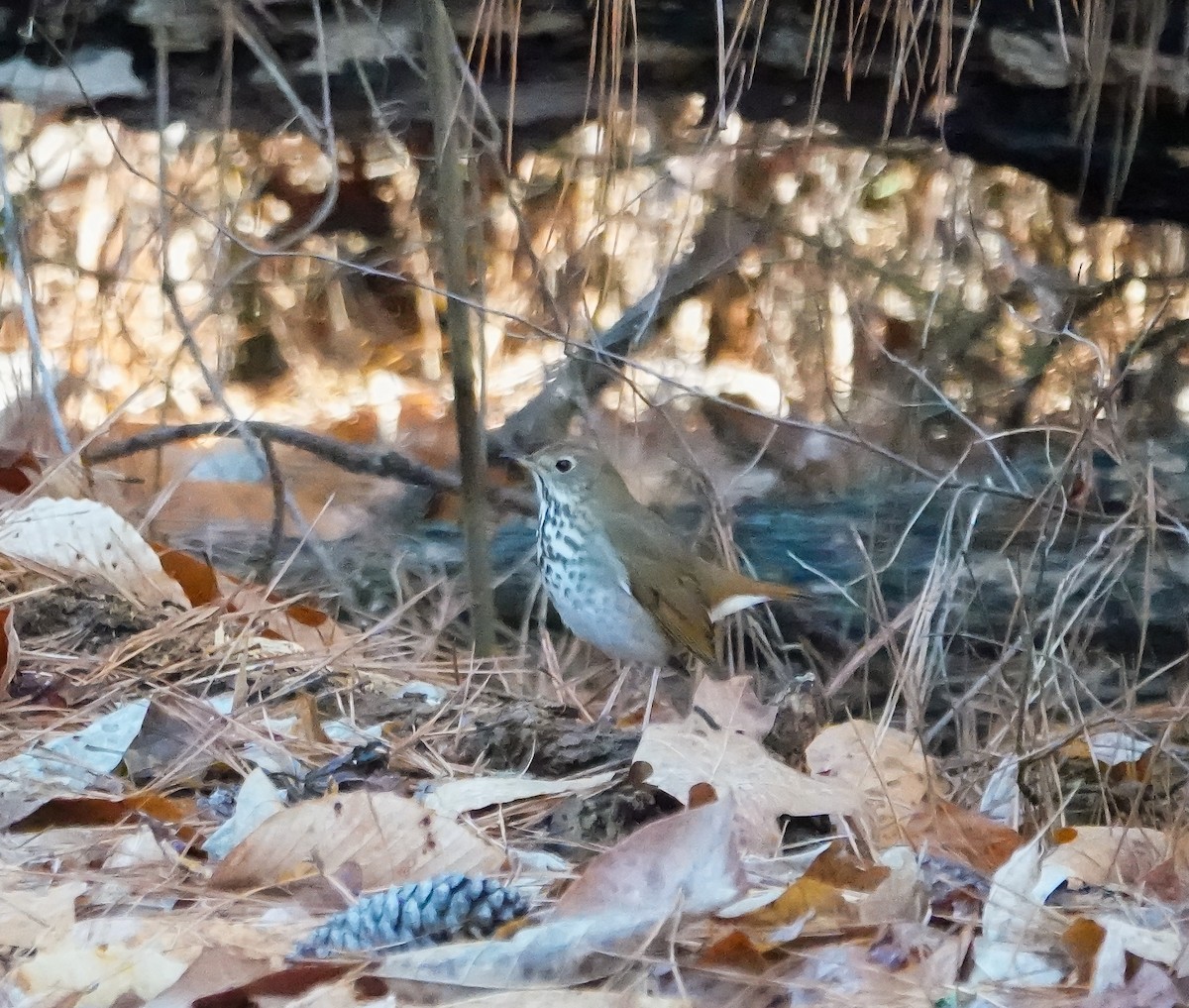 Hermit Thrush - ML630324653