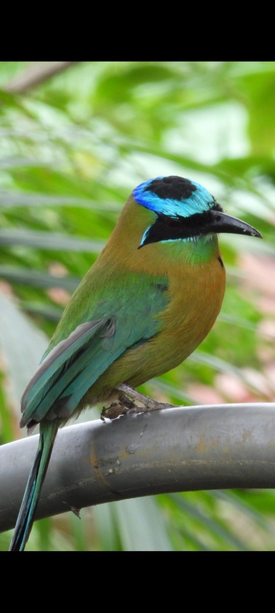 Lesson's Motmot - ML630324731