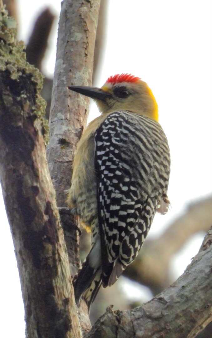 Hoffmann's Woodpecker - ML630324752