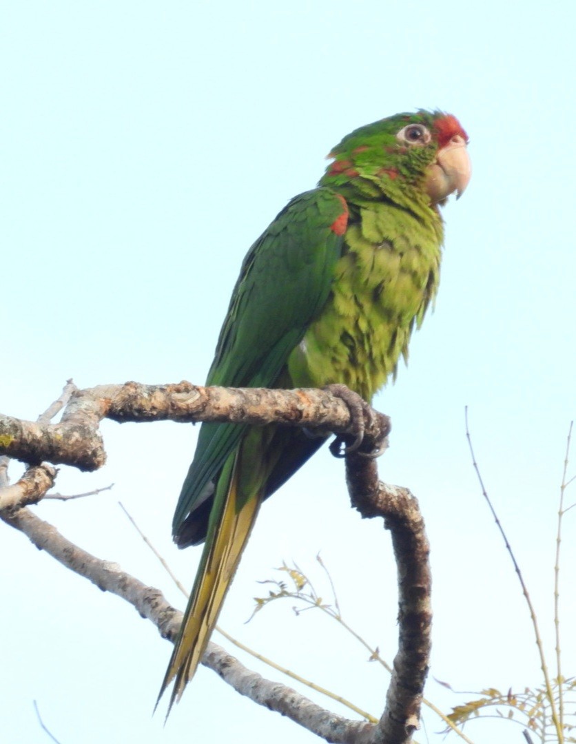 Orange-fronted Parakeet - ML630324766