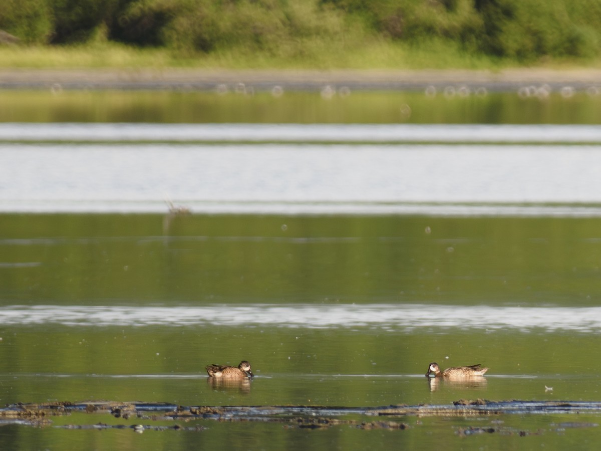 Blue-winged Teal - ML630324968