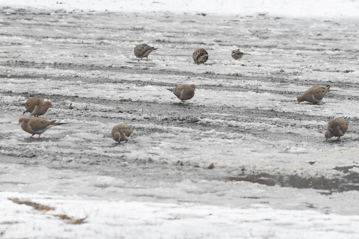 Mourning Dove - ML630324976