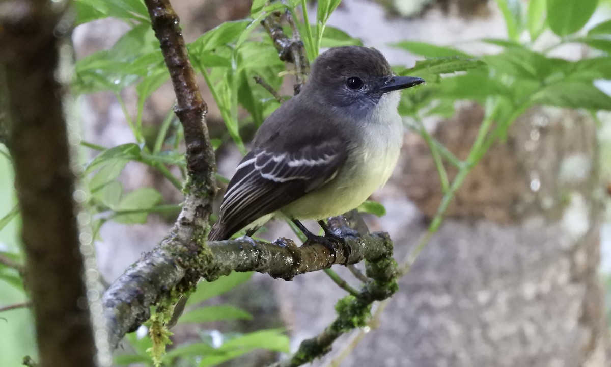 Pale-edged Flycatcher - ML630325057