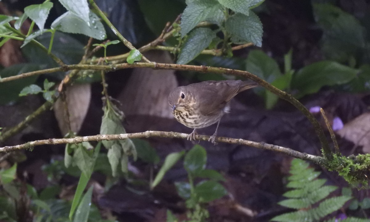 drozd západní - ML630325067