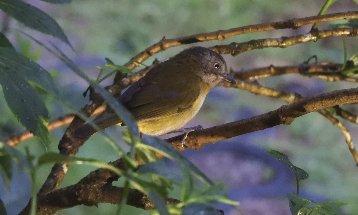 Common Chlorospingus - ML630325080